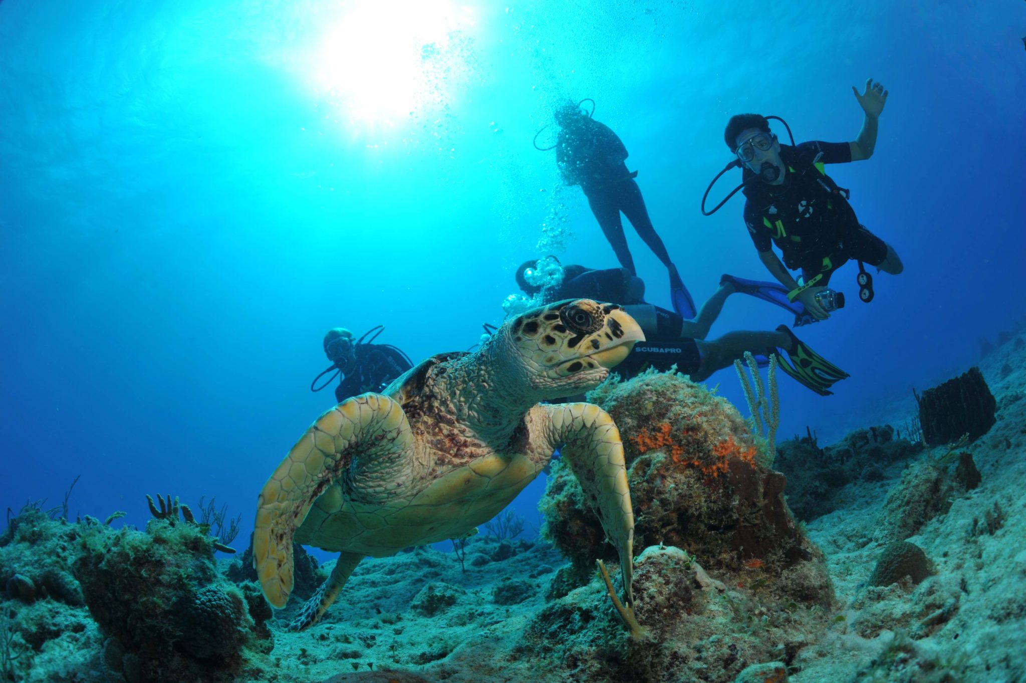 Octopus Diving Destination Magazines