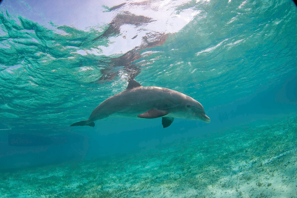 JoJo the dolphin Turks & Caicos