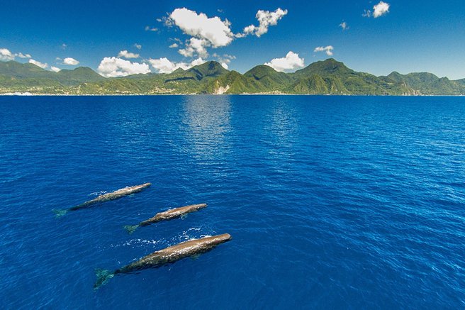 Whale watching in Dominica