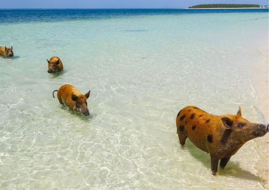 Pig Beach bahamas 