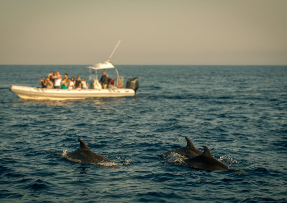 Dolphin watching in Anguilla