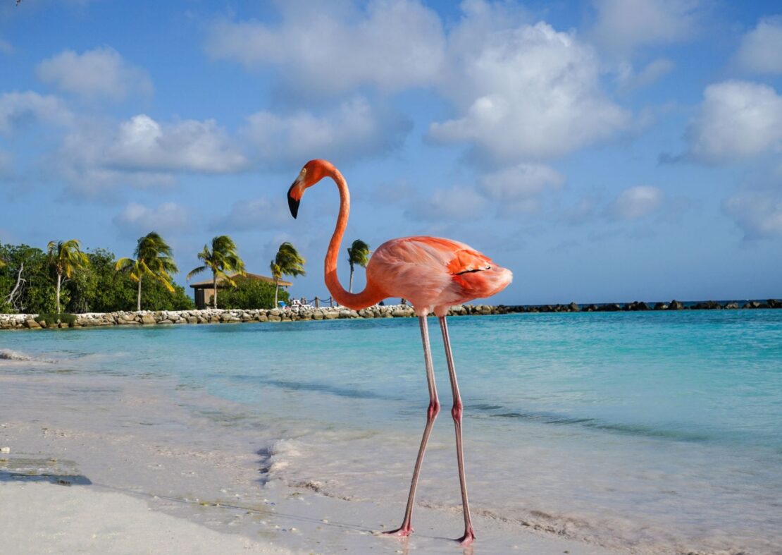 Flamingo Beach in aruba 
